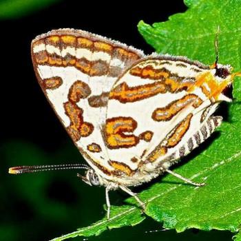 Cigaritis vulcanus