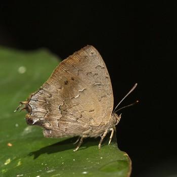 Surendra quercetorum
