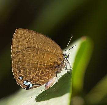 Arhopala norda