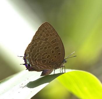 Arhopala aedias