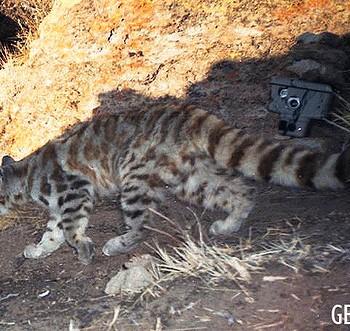 Андская кошка