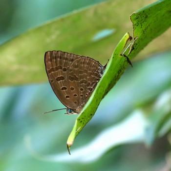 Arhopala silhetensis