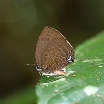 Arhopala moolaiana