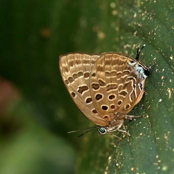 Arhopala zambra