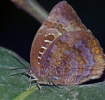 Arhopala centaurus