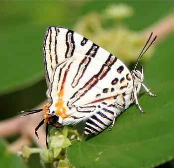 Cigaritis natalensis