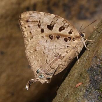 Arhopala paralea