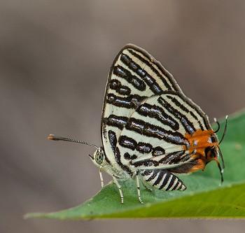 Cigaritis syama