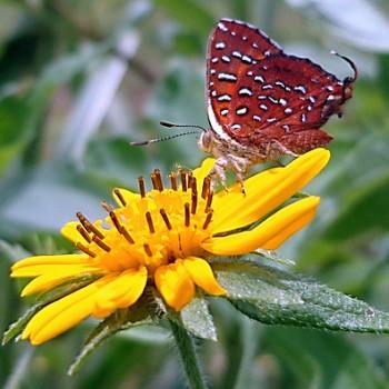 Axiocerses harpax