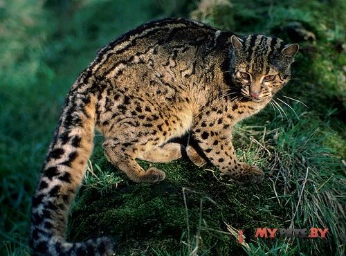 Pardofelis marmorata, Мраморная кошка