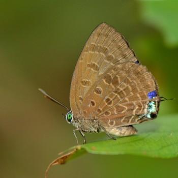 Arhopala tameanga