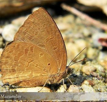 Arhopala oenea