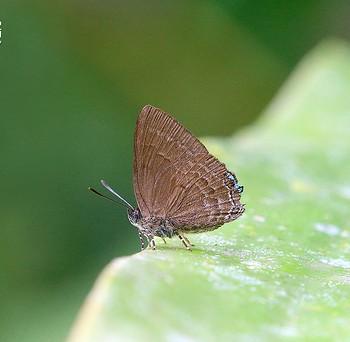 Simiskina pharyge
