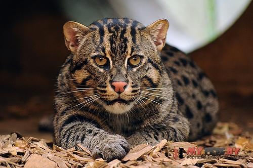 Prionailurus viverrinus, Кошка-рыболов