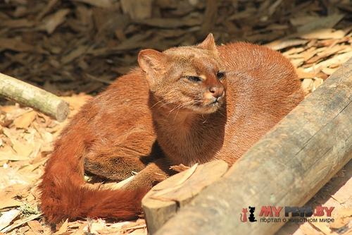 Puma yagouaroundi, Ягуарунди