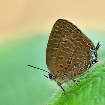 Arhopala pseudomuta