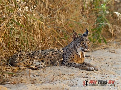Lynx pardinus, Иберийский рысь