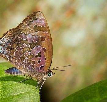 Arhopala bazalus