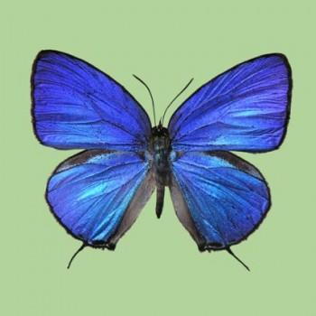 Arhopala aronya