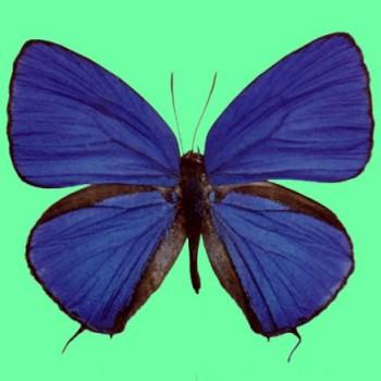 Arhopala matsutaroi