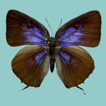 Arhopala pseudovihara