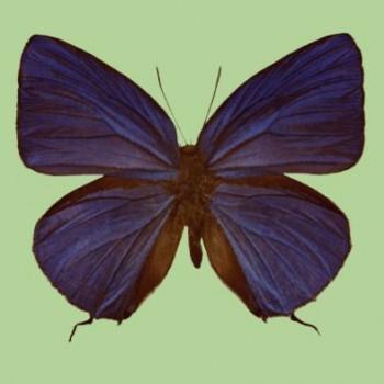 Arhopala sakaguchii