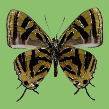 Catapaecilma nakamotoi