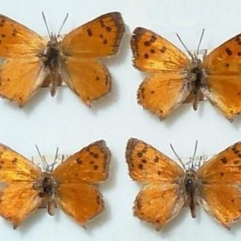 Chrysoritis felthami