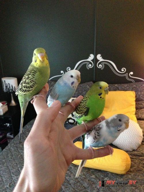 забавные животные
