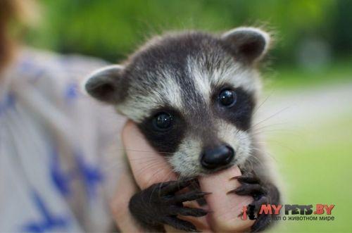 забавные животные