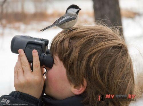 забавные животные