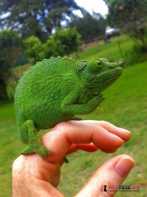 забавные животные