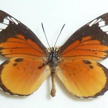 Mimacraea marshalli