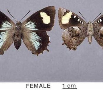 Ogyris genoveva