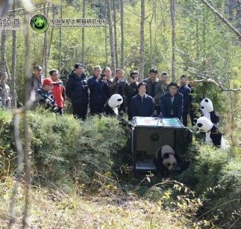 Панду Чжан Сян выпустили в дикую природу.
