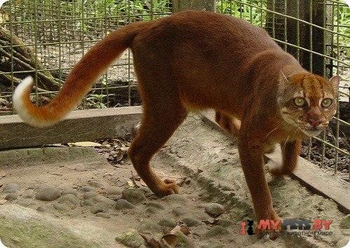 Pardofelis badia, Калимантанская кошка