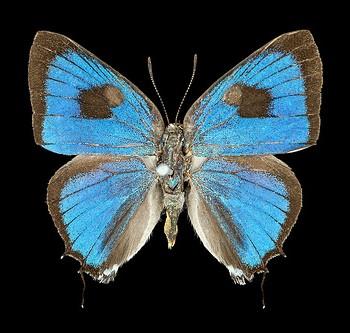 Parrhasius polibetes