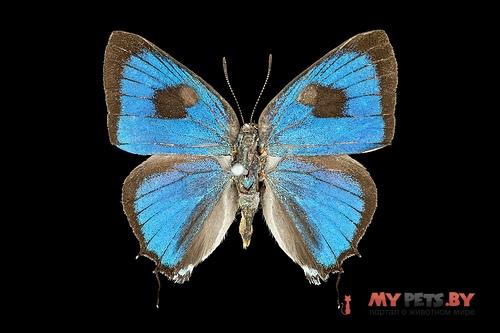Parrhasius polibetes