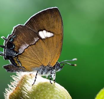 Horaga albimacula