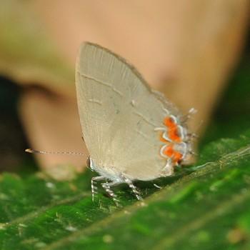 Calycopis puppius