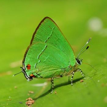Erora lampetia