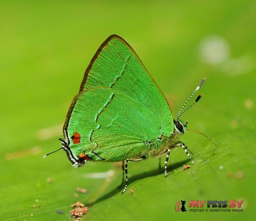 Erora lampetia