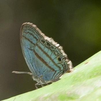 Evenus satyroides