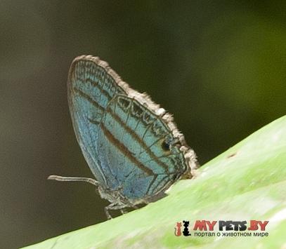 Evenus satyroides