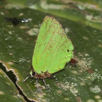 Cyanophrys amyntor