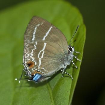 Megathecla cupentus