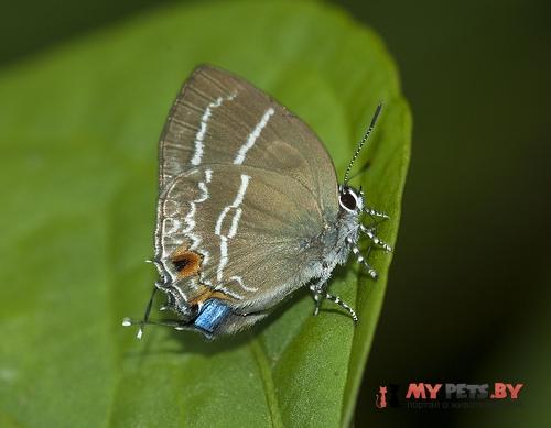 Megathecla cupentus