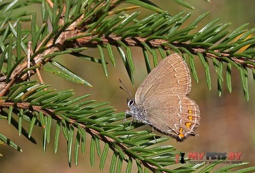 Satyrium ilicis, Хвостатка падубовая