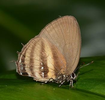 Thestius meridionalis