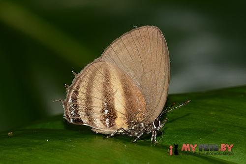 Thestius meridionalis